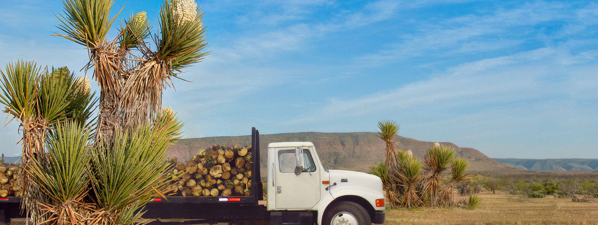 Baja Agro International Productos de Yucca Schidigera